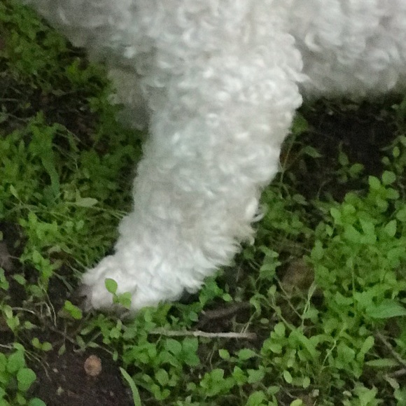 I’m Lady Junipermint. Cheers! - Picture 2 of 4